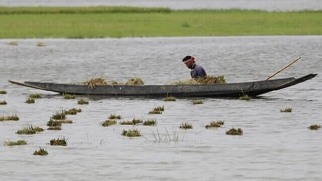 সুরমা নদীর পানি আবার বাড়ছে, হাওরে চলছে ধান কাটা