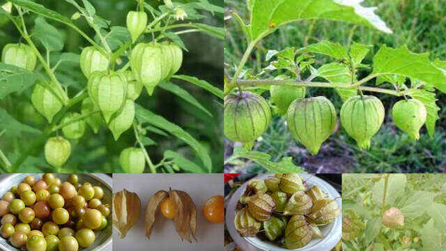 বন টেপারি বা ফটকা বা রসভরি গাছের ঔষধি গুণাগুণ ও ব্যবহার