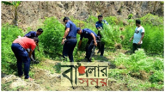 ধ্বংস করা হলো ৫৫৩ টি গাঁজা গাছ