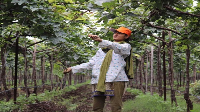বাবার স্বপ্নপূরণ করতে ইঞ্জিনিয়ারিং ছেড়ে চাষের মাঠে সোনা ফলাচ্ছেন তরুণী