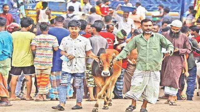 বড় গরুর দাম জানায় আগ্রহ কিন্তু ছোট ও মাঝারি গরুর চাহিদা বেশি এবার