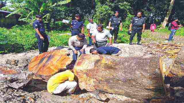 ইউনিয়ন পরিষদের ৮০টি গাছ পানির দরে বিক্রি