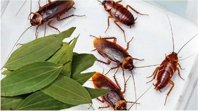 তেলাপোকা দূর করার কার্যকরী কয়েকটি উপায়